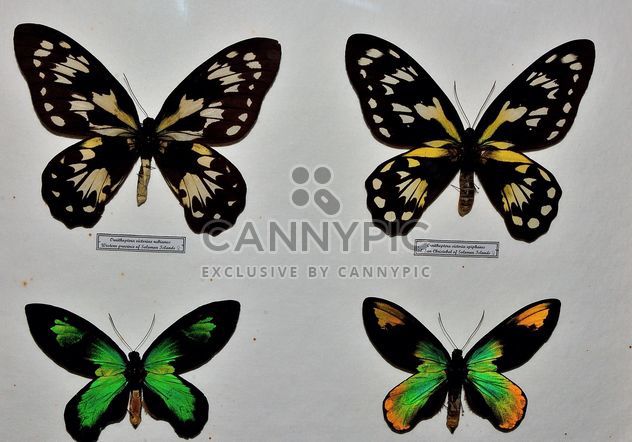 Collection of butterflies - бесплатный image #229451