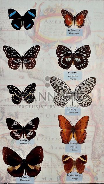 Collection of butterflies - image #229461 gratis