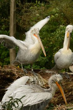 Pink Pelicans - Free image #229531