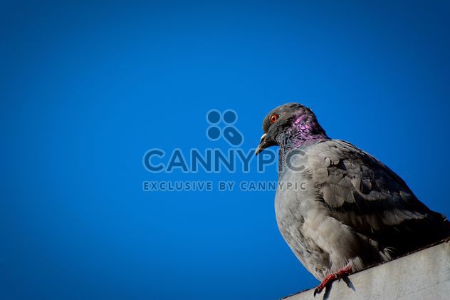 The dove against the perfect blue sky; 2 photos!!! - Free image #271821
