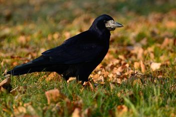 Big black raven - Free image #271911