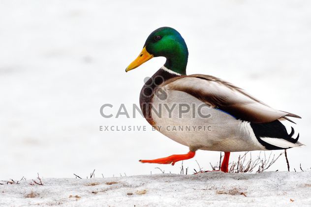 Walking duck - image gratuit #271941 