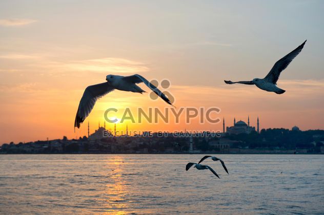 the flying seagulls at sunset - Free image #272521