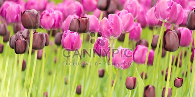 Pink and black tulips - Free image #272911