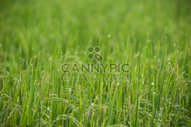 Rice Field - Kostenloses image #272931