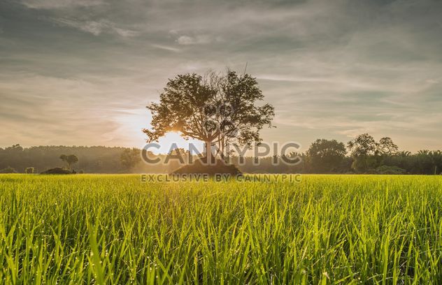 Rice fields - Kostenloses image #272951