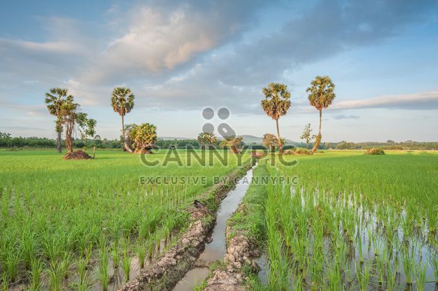 Rice fields - Kostenloses image #272961