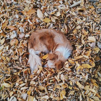 Dog sleeping in foliage - Kostenloses image #272971