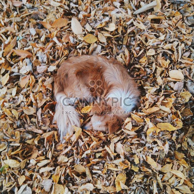Dog sleeping in foliage - Free image #272971