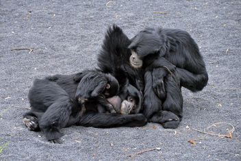 Family of gibbons - бесплатный image #273011