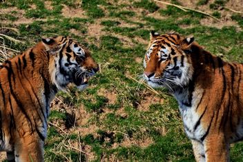 Tigers in Park - image #273651 gratis