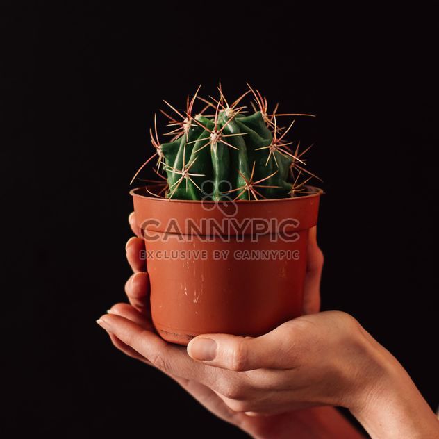 Pot with cactus in hands - image #273921 gratis