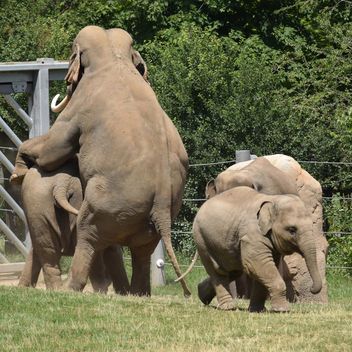 Elephants in the Zoo - image gratuit #274941 