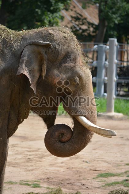 Elephant in the Zoo - Free image #274981