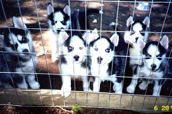 Puppy Bookends - Kostenloses image #275401