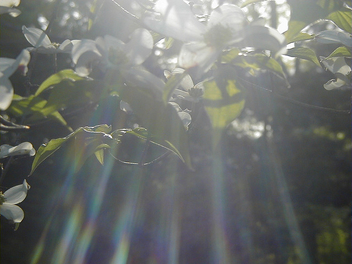 Sunlight and Dogwoods - image gratuit #275921 
