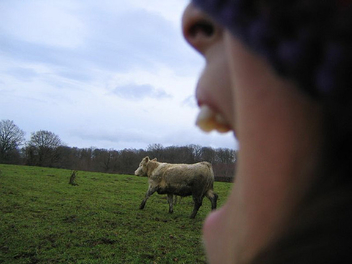 cow in mouth (who's crazy ?) - image gratuit #275971 
