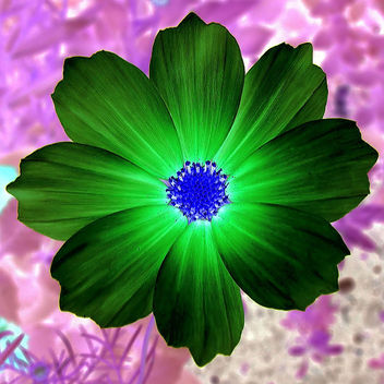 psychadelic flower - Free image #276021