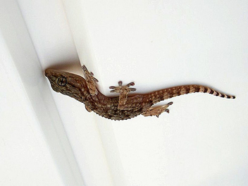 Baby Gecko - Kostenloses image #276331