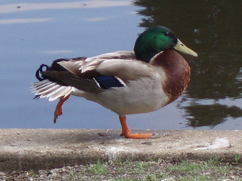 Duck Aerobics - image gratuit #277051 