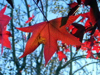 Solo maple leaf - San DIego - Free image #277361