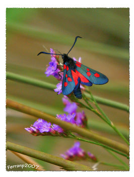 gitana 02 - zygaena trifolli - butterfly - image gratuit #277681 