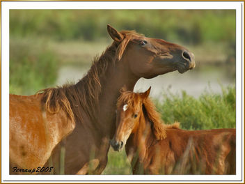 caballos (madre e hija) 03 - cavalls del Remolar (mare i filla) - horses (mother and son) - Free image #277911