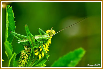 llagost verd (mascle) - grillo de matorral (macho) - Wart-biter cricket (male) - Tettigonia viridissima - image #278001 gratis