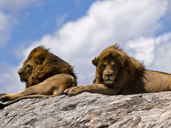 Male Lions on Rock - image gratuit #278211 