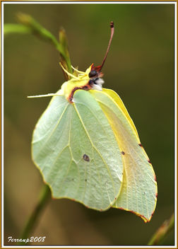 Parc Natural del Garraf 18 - Mimetisme: Papallona, Gonepteryx cleopatra - image gratuit #278571 