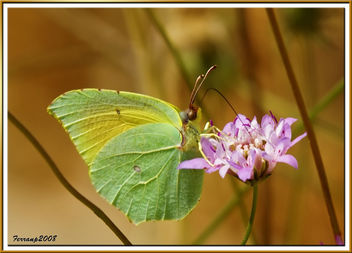 mariposa 17 - Some butterflies - image gratuit #278751 