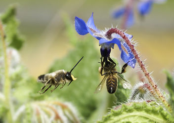 abella i borralla 02 - image gratuit #279041 
