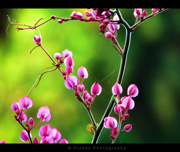 Spring Colors [ explored ] - image gratuit #279641 