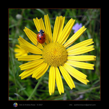 Ladybird - bring me luck - Portami fortuna - Kostenloses image #279711