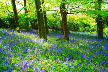 Bluebell Forest - Kostenloses image #279801