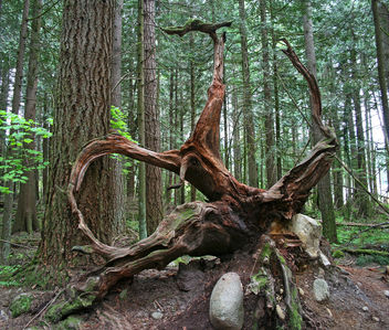 Vancouver - Forest Frame - image #279871 gratis