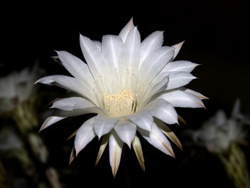 Nightblooming Cereus Cactus - Kostenloses image #280671