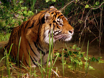 I'm a tiger, a cat of prey... - бесплатный image #280711
