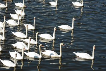 Swan on the lake - Kostenloses image #281011