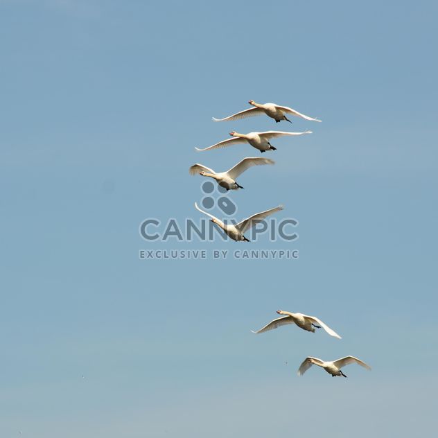 Swans flying high - image #281031 gratis