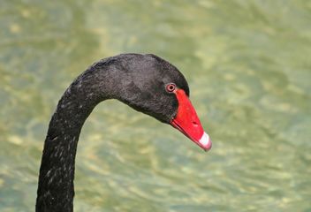 Black Swan Head - image gratuit #281041 