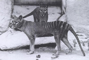 Thylacines 01 (Wiki) - image gratuit #281181 