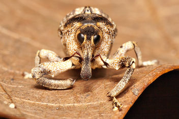 Elephant Weevil in Waiting [Orthorhinus cylindrirostris] - бесплатный image #281581