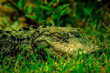 Dreaming Green, Everglades - Free image #281771