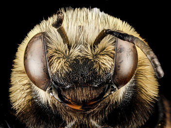 Melissodes dentiventris, F, face, Maryland, Anne Arundel County_2013-04-11-14.19.55 ZS PMax - Free image #281781