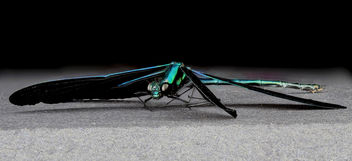 Ebony Jewelwing, side, MD, PG County_2013-06-11-18.13.12 ZS PMax - Free image #281791