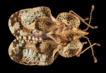 Lace Bug, MD, PG County_2013-08-20-16.56.18 ZS PMax - Free image #281961