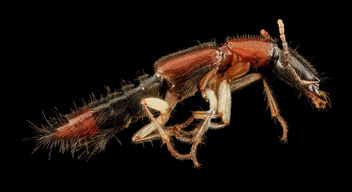 Rove beetle, U, Side, Upper Marlboro, MD_2013-08-21-16.41.18 ZS PMax - бесплатный image #281991