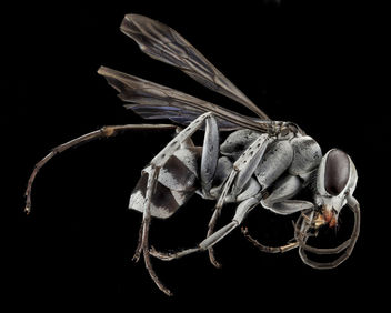 Spider Wasp, U, Side, CA, San Bernarndino Co_2013-07-31-19.44.08 ZS PMax - Free image #282001