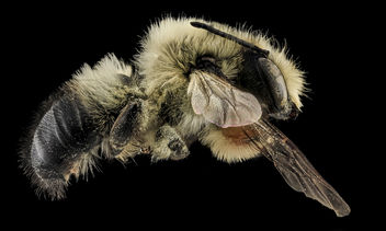 Megachile mucida, M, Side, NC, Moore Co_2013-09-25-19.14.09 ZS PMax - Kostenloses image #282041